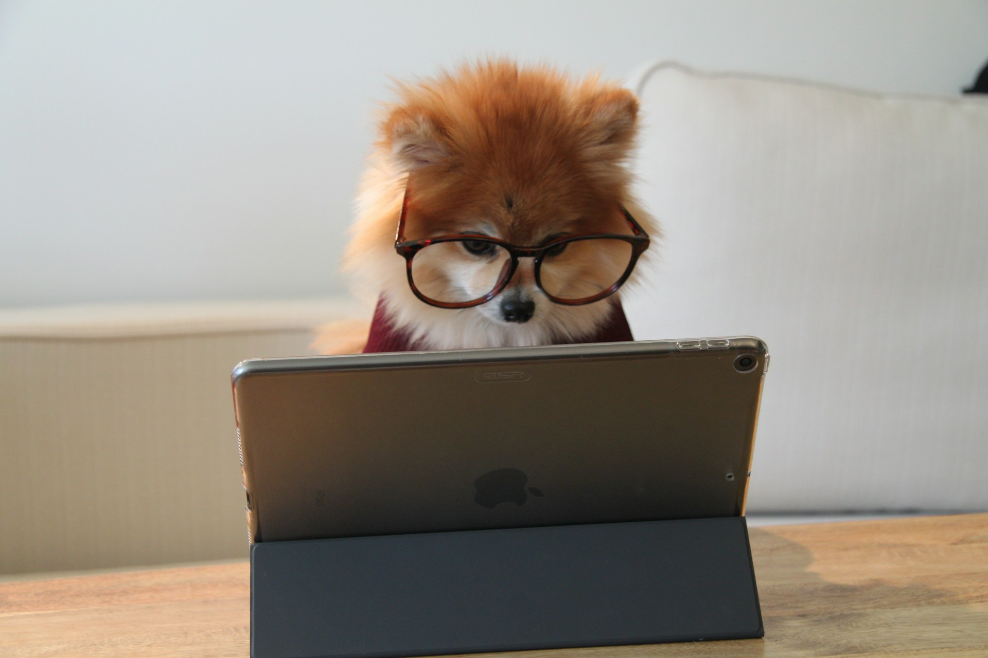 A pomeranian dog sitting at a table wearing glasses staring at a tablet computer screen
