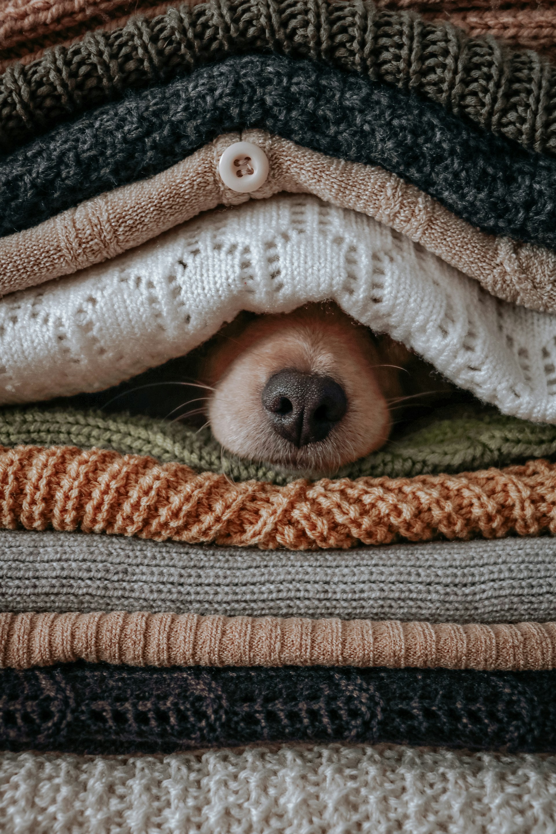A dog's nose poking out of a pile of jumpers