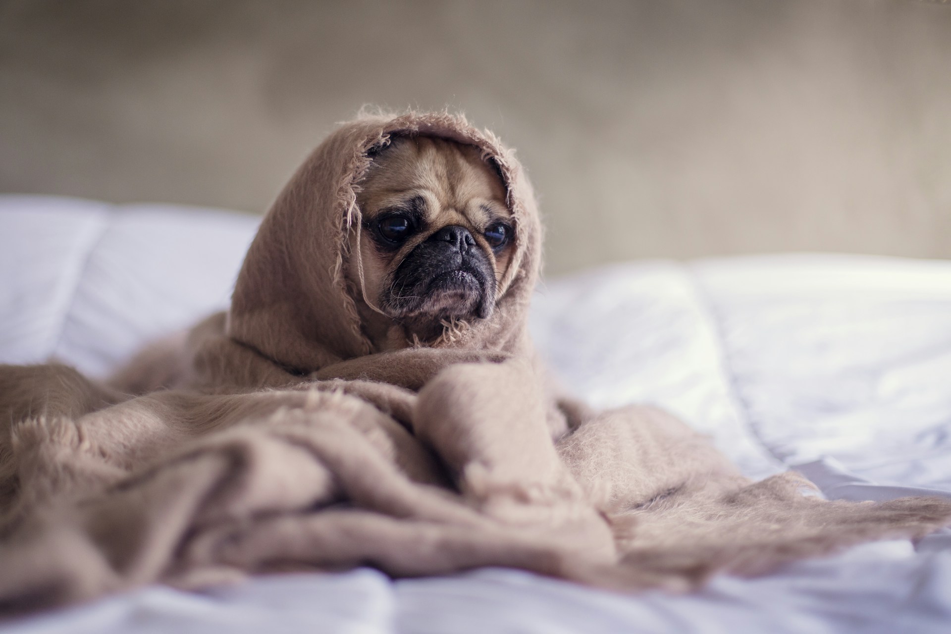 a pug like dog looking sad wrapped up in a blanket on a bed