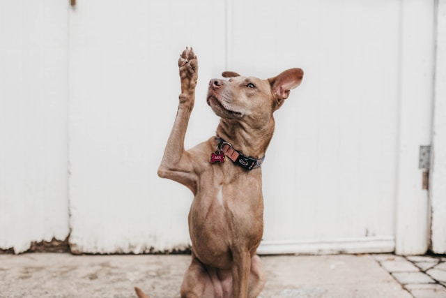 a dog raising it's paw to ask a question.