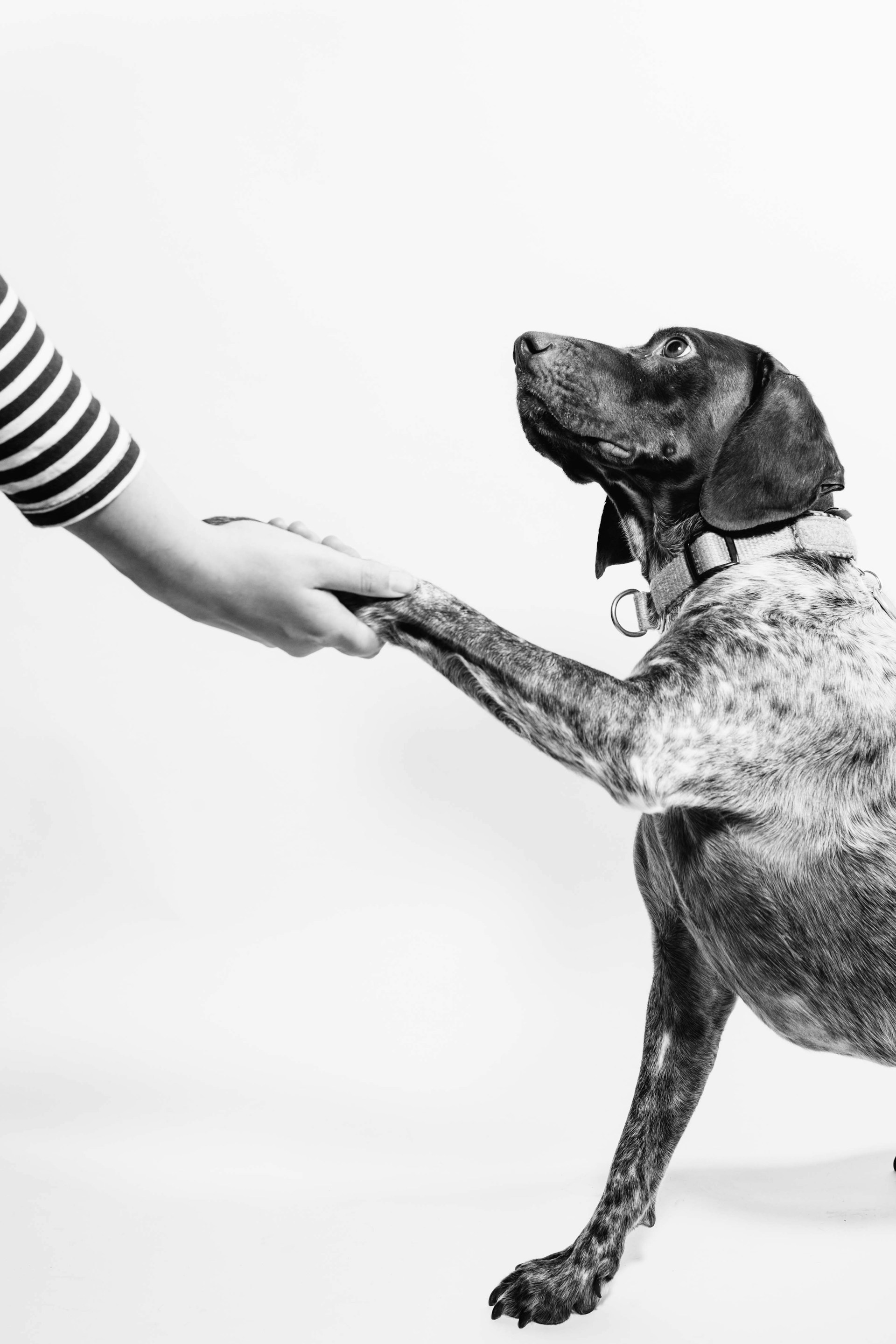 Hand holding a dog's paw.